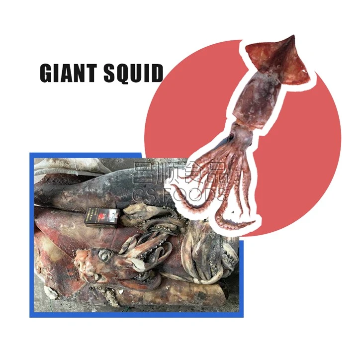 BQF Frozen Giant Squid