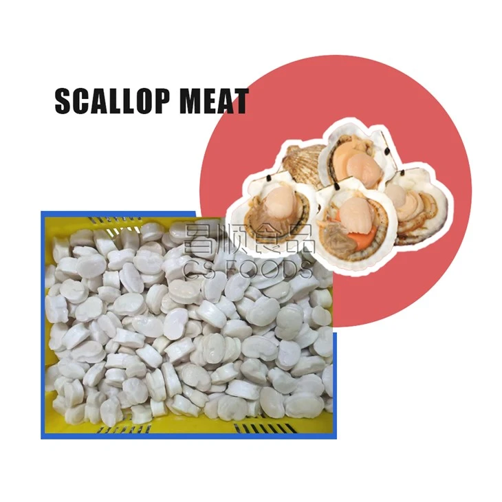 BQF Frozen Scallop Meat