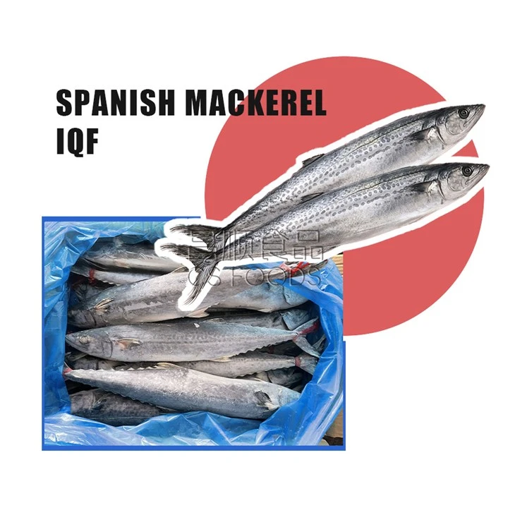 Bulk Spotted Mackerel