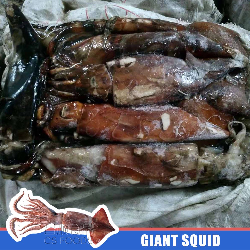 giant squid giant squid