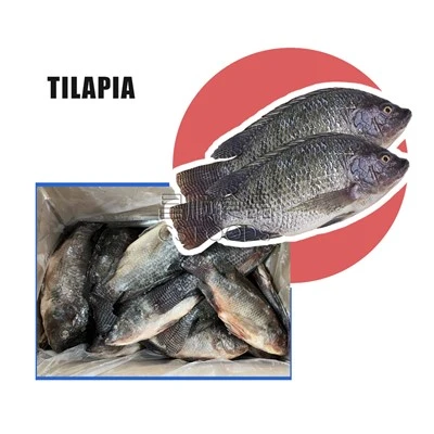 AA Bevroren Tilapia WR